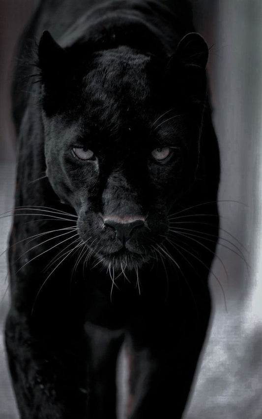 "The Black Guardian" - Panther Art Print