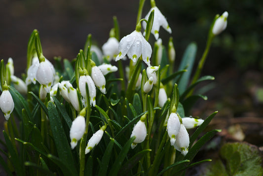 Galanthus