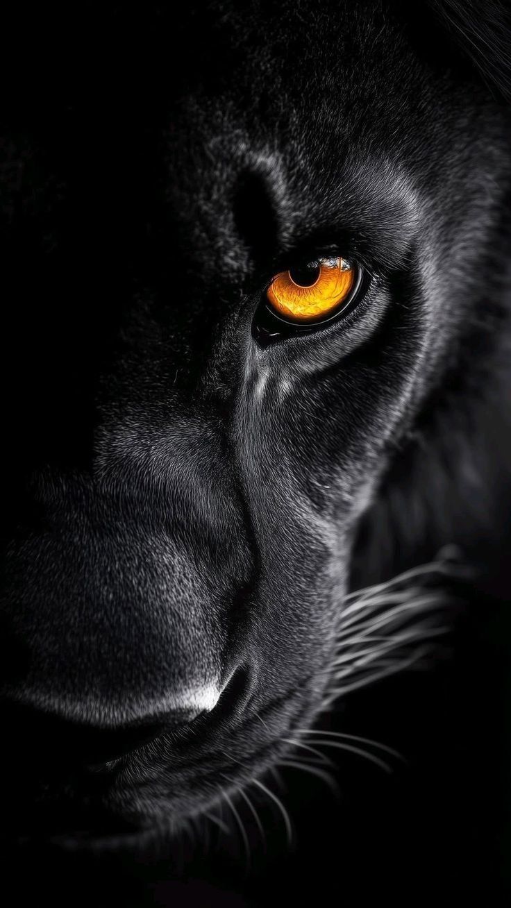 Intense Focus: Black Panther Eye Art Print | Wildlife-Themed Wall Decor